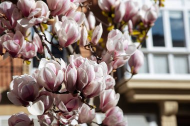 Manolya çiçekleriyle bahar çiçekleri. İlkbaharda pembe manolya çiçekleri açar. İlkbaharda açan manolya çiçeklerinin odak noktası..