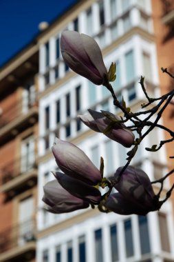 Evin arka planında manolya. Güneşli bir günde çiçek açan manolya. Şehrin arka planında büyük manolya çiçekleri. Bahar akşamında çiçek açan manolya.