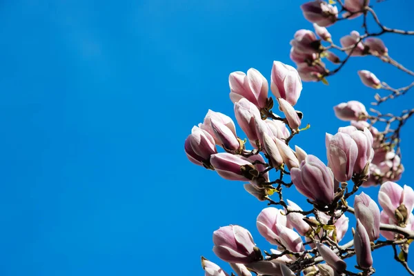 Blossoming magnolia flowers against blue sky background in springtime. Flowers natural background, horizontal composition.Spring floral background with magnolia flowers.