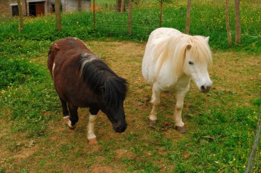 Minyatür at. Yazın tarlada siyah beyaz atlar. Minyatür midilli..
