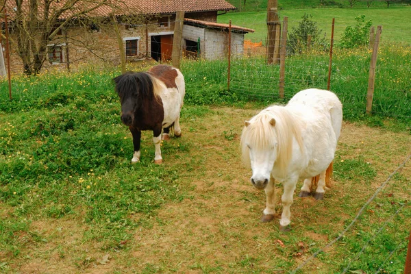 Koń Miniaturze Czarne Białe Konie Polu Latem Miniaturowy Kucyk — Zdjęcie stockowe