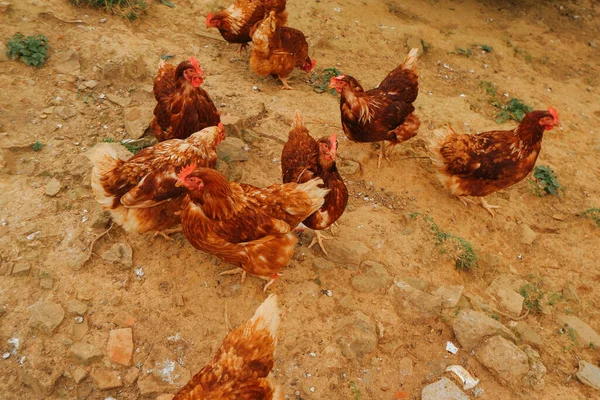 Braune Hühner Hühner Hühnerstall Hühner Gehen Den Rand — Stockfoto