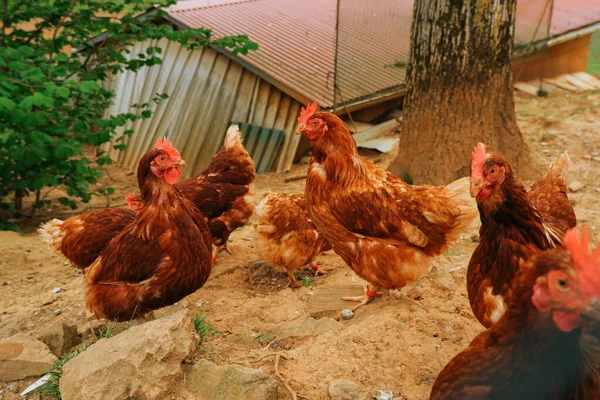 Gallinas Marrones Casa Los Pollos Las Gallinas Van Periferia — Foto de Stock