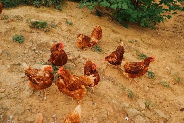 Barna Tyúk Tyúkok Csirkék Házában Tyúkok Kimennek Peremre — Stock Fotó