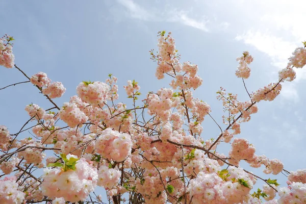 Japonská Květina Sakura Sakura Květina Roztomilý Strom Větve Růžovými Květinami — Stock fotografie