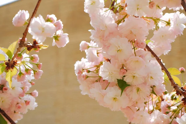 Japonská Květina Sakura Sakura Květina Roztomilé Větve Stromů Růžovými Květinami — Stock fotografie