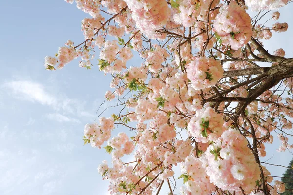 Krásné Sakura Květy Sakura Kvete Proti Modré Oblohy Sakura Krásné — Stock fotografie