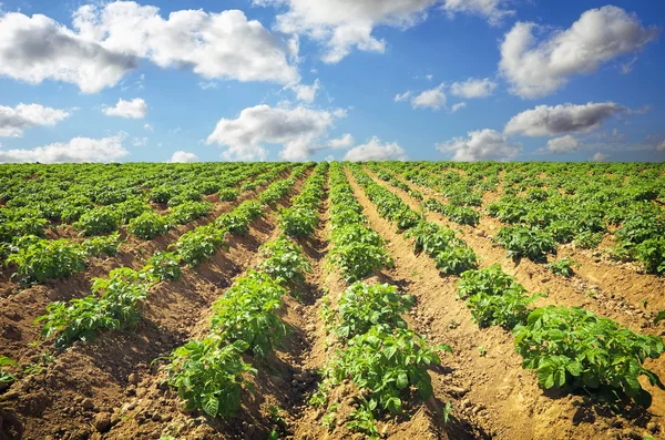 Paesaggio con campo di potati e cielo azzurro nuvoloso . — Foto Stock