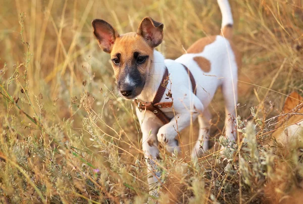 Mladý hladký foxteriér pes v poli — Stock fotografie
