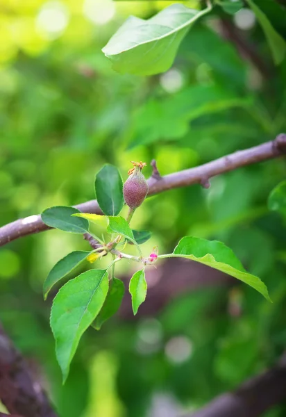 Päärynä puun oksalla — kuvapankkivalokuva