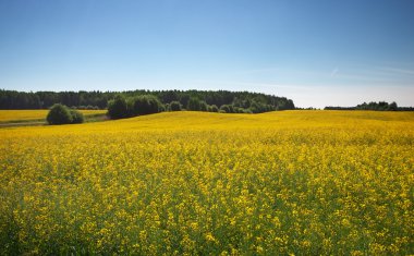 Sarı kanola alan ile güzel manzara 