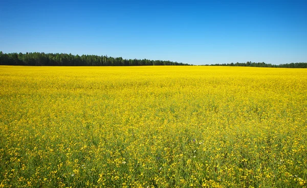 Bela paisagem com campo de canola amarela — Fotografia de Stock