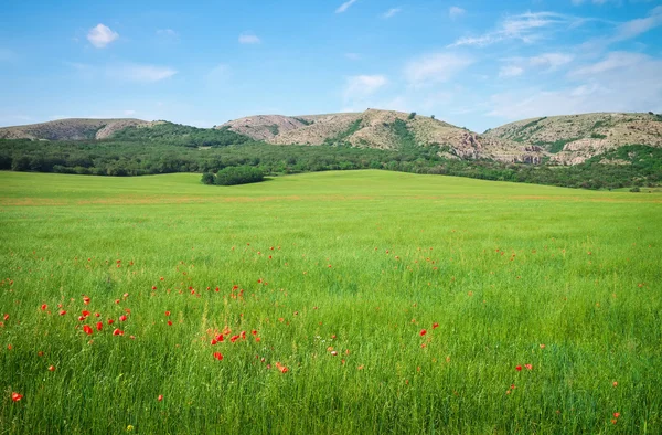 Gröna våren äng i berg. Sammansättningen av naturen. — Stockfoto