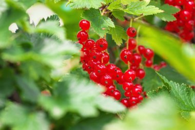 Bahçe, yaz hasat büyüyen kırmızı kuş üzümü