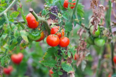Küçük lezzetli domates bir serada büyüyen bir dalları üzerinde bir 