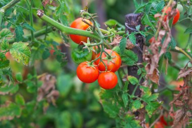 Küçük lezzetli domates bir serada büyüyen bir dalları üzerinde bir 