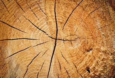 Bir ağaç kütüğü, ahşap doku üzerinde çatlaklar