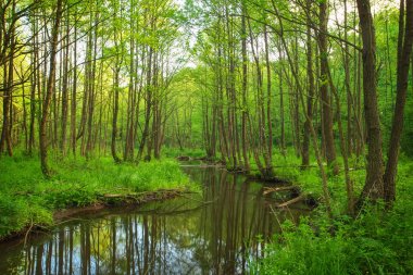 Güzel manzara nehir orman ile. Ağaçlar nehre düşmüş dalları. Doğa kompozisyon