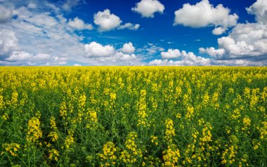 Mavi gökyüzü ve beyaz bulutlarla açan sarı tarla kolza tohumu