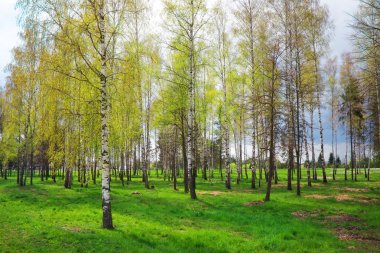 Huş ağaçları ve yeşil ciğeri Park