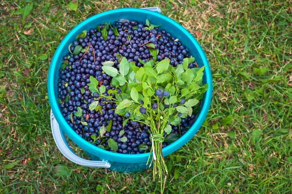 O bando de mirtilos no balde com bagas . — Fotografia de Stock