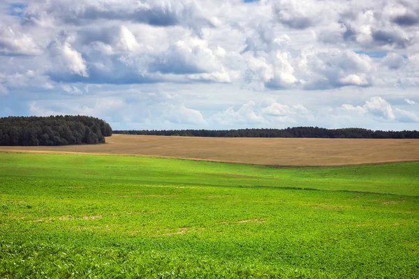 Piękne lato krajobraz zielony pole i pochmurne niebo — Zdjęcie stockowe