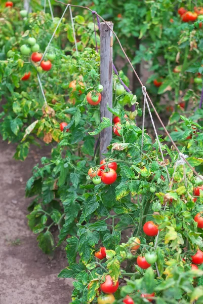 Маленькие вкусные помидоры на ветвях, растущих в теплице — стоковое фото