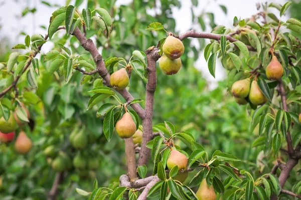 Plenty of pears — Stock Photo, Image