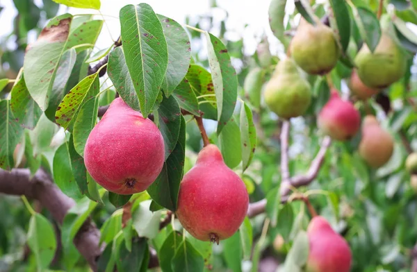 Plenty of pears growing on a pear tree — Stock Photo, Image