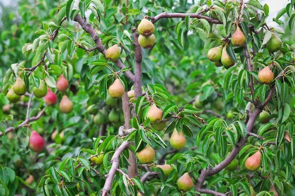 Plenty of pears growing on a pear tree — Stock Photo, Image