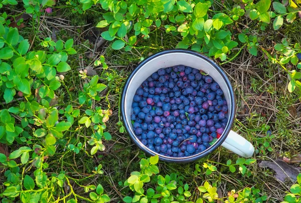 Arándanos en la taza. Recoger en el bosque —  Fotos de Stock