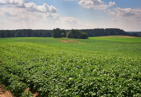 Piękny krajobraz z pola ziemniaków i pochmurne niebo niebieskie. — Zdjęcie stockowe