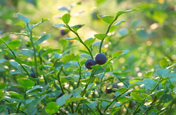 Close Bush Blueberries Berries Summer Forest — Stock Photo, Image