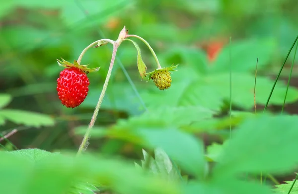 Vackra vilda jordgubbar bär växer i naturlig miljö — Stockfoto