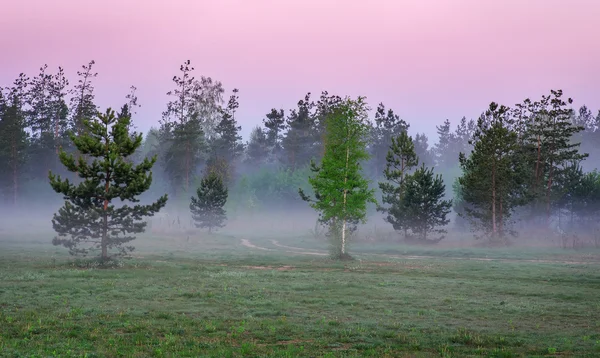 Morgon landskap med tallar och dimma på en äng — Stockfoto