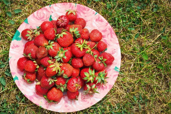Délicieuses fraises mûres sur l'assiette parmi l'herbe — Photo