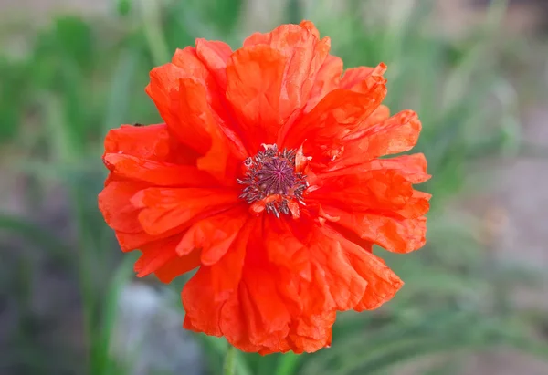 単一美しい赤いケシの花 クローズ アップ — ストック写真