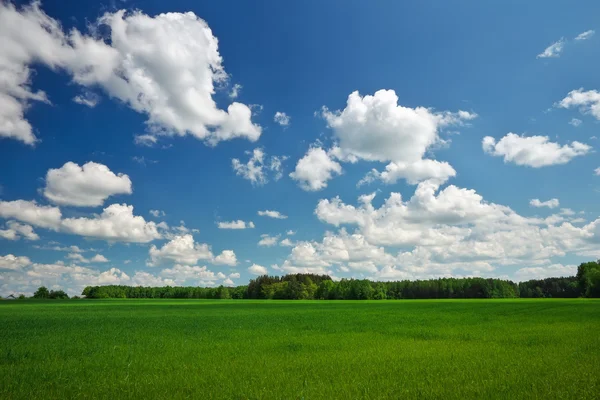 Field of grass and perfect sky — Stock Photo, Image