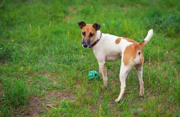Foxteriér hladkosrstý pes s míčem — Stock fotografie