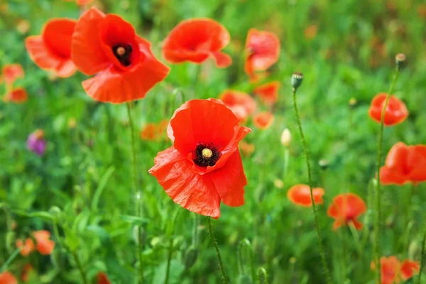 夏に鮮やかな赤ケシの花のフィールド — ストック写真