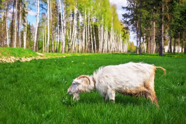 Beyaz Keçi bir yeşil ot yiyor. — Stok fotoğraf