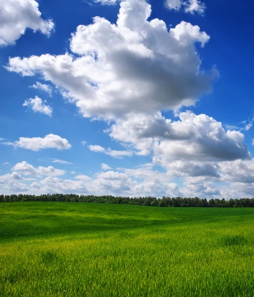 Green field and blue sky. Beatiful green field with blue sky. — Stock Photo, Image