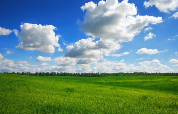 Green field and blue sky. Beatiful green field with blue sky. — Stock Photo, Image