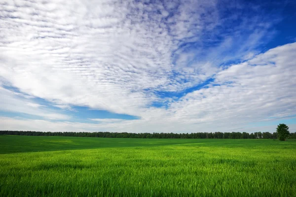 Green field and blue sky. Beatiful green field with blue sky. — Stock Photo, Image