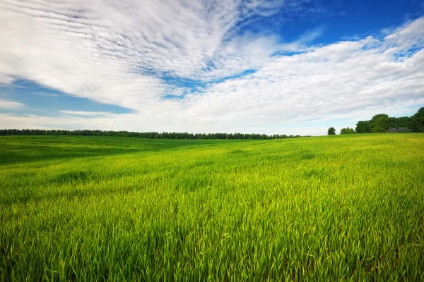 Champ vert et ciel bleu. Beau champ vert avec ciel bleu . — Photo