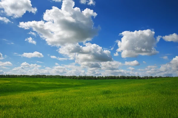 Green field and blue sky. Beatiful green field with blue sky. — Stock Photo, Image