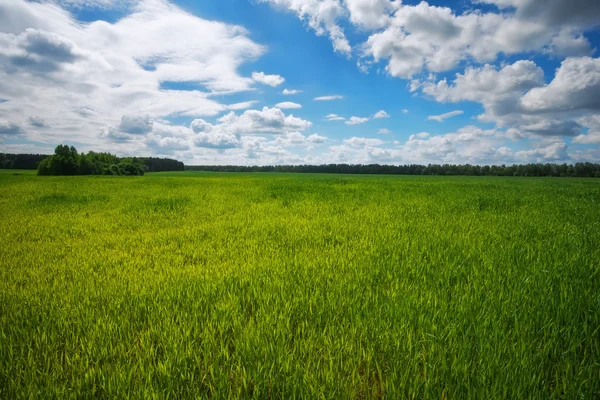 Green field and blue sky. Beatiful green field with blue sky. — Stock Photo, Image