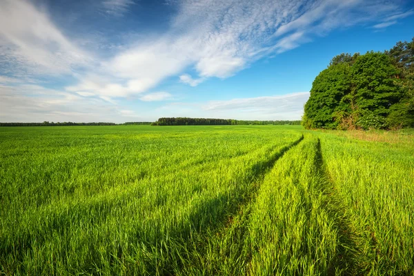 Strada in campo verde e cielo blu con nuvole — Foto Stock