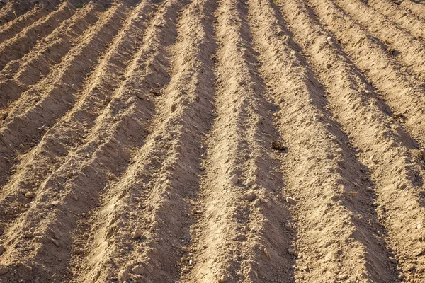 Planted in the ground potatoes. — Stock Photo, Image