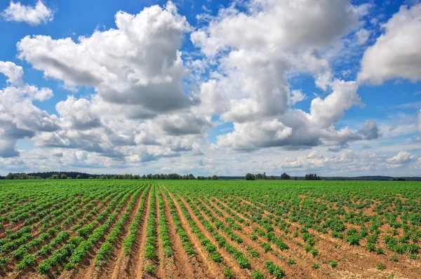 Campo di potato e cielo azzurro nuvoloso . — Foto Stock